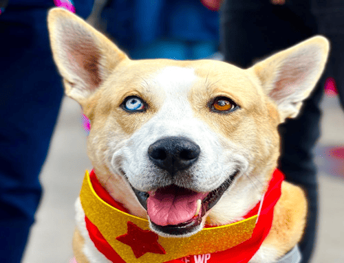 Jornada gratuita de vacunación antirrábica llega a Los Mártires este 24 de abril