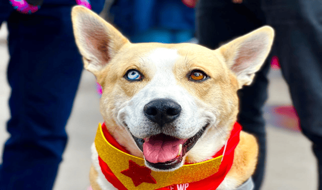 Jornada gratuita de vacunación antirrábica llega a Los Mártires este 24 de abril