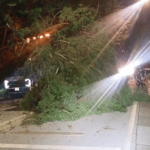 Caída de árbol genera afectaciones viales en Suba