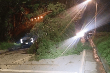 Caída de árbol genera afectaciones viales en Suba