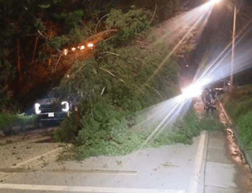 Caída de árbol genera afectaciones viales en Suba