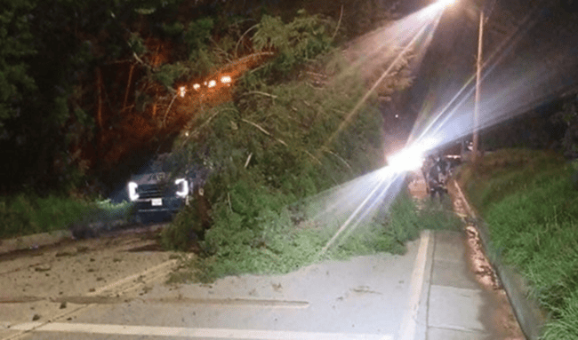 Caída de árbol genera afectaciones viales en Suba