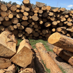 CAR detecta tala ilegal y producción de carbón en zona protegida de Chocontá