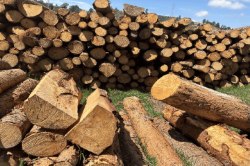 CAR detecta tala ilegal y producción de carbón en zona protegida de Chocontá