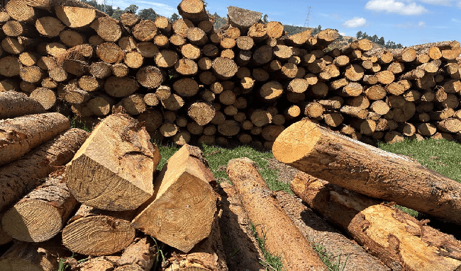 CAR detecta tala ilegal y producción de carbón en zona protegida de Chocontá