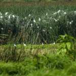 Más de $97 mil millones para proteger humedales en Cundinamarca