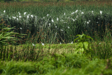 Más de $97 mil millones para proteger humedales en Cundinamarca