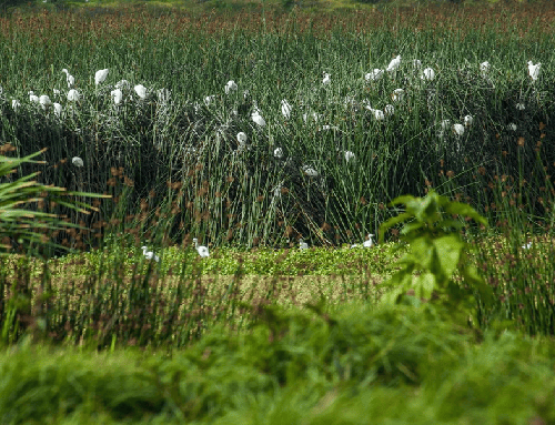 Más de $97 mil millones para proteger humedales en Cundinamarca