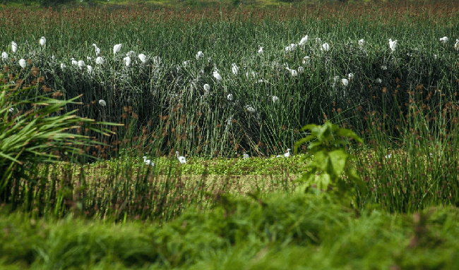 Más de $97 mil millones para proteger humedales en Cundinamarca