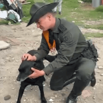 Investigan presunto atropello de un perro por moto de la Policía en Bosa