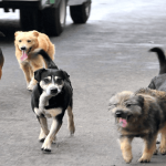 Bogotá enfrenta crisis por animales en calle: alertan que podrían llegar a 350 mil perros y gatos en 2026