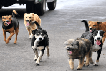 Suba realizará jornadas gratuitas de esterilización para perros y gatos en tres barrios de la localidad