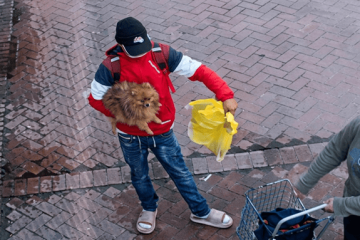 Alerta en Suba: denuncian robo de perros en el parque Arévalo