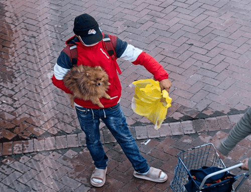 Alerta en Suba: denuncian robo de perros en el parque Arévalo