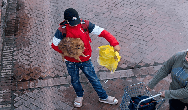 Alerta en Suba: denuncian robo de perros en el parque Arévalo