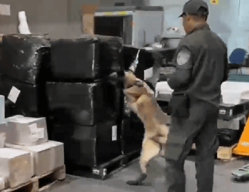 Golpe al narcotráfico en El Dorado: incautan más de 20 kilos de marihuana que iban para Soacha