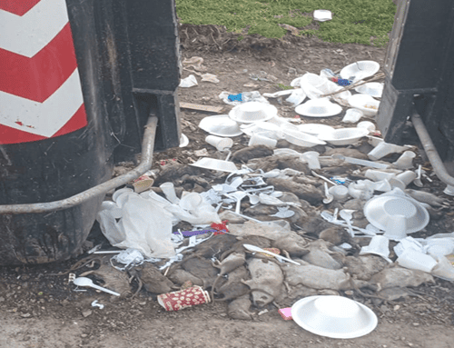 Alerta sanitaria en Suba: vecinos cazan roedores ante grave proliferación en San Carlos de Tibabuyes