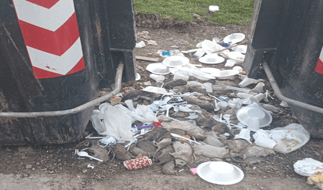 Alerta sanitaria en Suba: vecinos cazan roedores ante grave proliferación en San Carlos de Tibabuyes