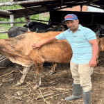 Arranca ciclo nacional de vacunación: más de 30 millones de bovinos serán inmunizados en Colombia