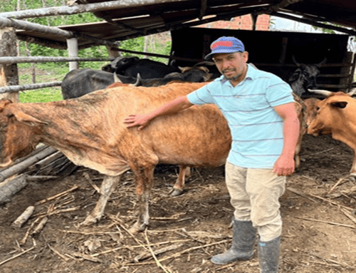 Arranca ciclo nacional de vacunación: más de 30 millones de bovinos serán inmunizados en Colombia