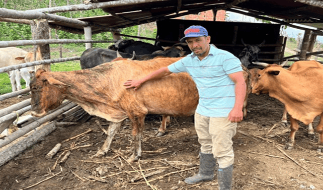 Arranca ciclo nacional de vacunación: más de 30 millones de bovinos serán inmunizados en Colombia