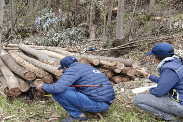 Golpe contra la tala ilegal: incautan más de 33 m³ de madera y capturan responsables