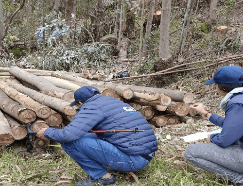 Golpe contra la tala ilegal: incautan más de 33 m³ de madera y capturan responsables