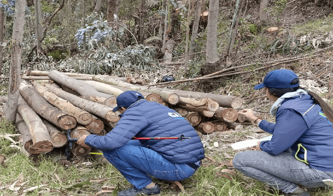 Golpe contra la tala ilegal: incautan más de 33 m³ de madera y capturan responsables