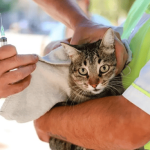 Jornada interinstitucional en Usaquén benefició a más de 160 animales de compañía