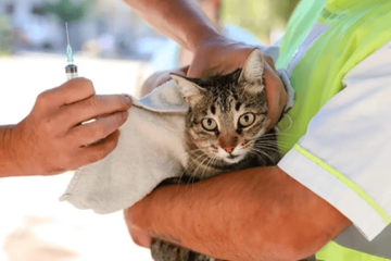 Jornada interinstitucional en Usaquén benefició a más de 160 animales de compañía