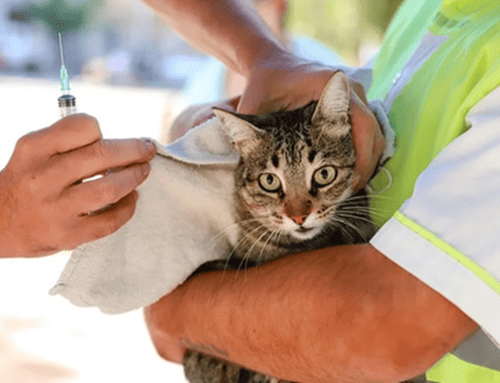 Jornada interinstitucional en Usaquén benefició a más de 160 animales de compañía