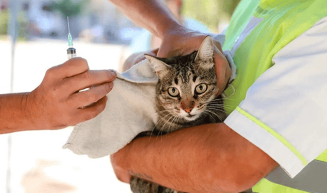 Jornada interinstitucional en Usaquén benefició a más de 160 animales de compañía