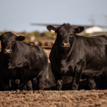 Vacunación impulsa una ganadería más sana y competitiva en Colombia