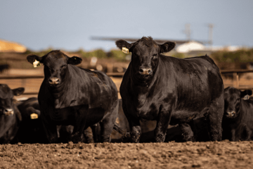 Vacunación impulsa una ganadería más sana y competitiva en Colombia