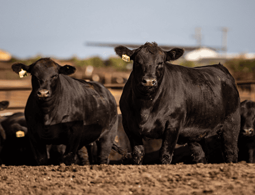 Vacunación impulsa una ganadería más sana y competitiva en Colombia