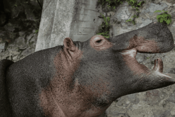 Gobierno Nacional anuncia plan para controlar la población de hipopótamos