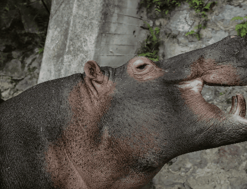 Gobierno Nacional anuncia plan para controlar la población de hipopótamos