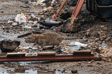 Alarma sanitaria en Suba: comunidad denuncia presencia masiva de roedores en parque de La Gaitana