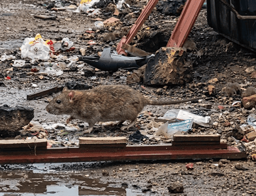 Alarma sanitaria en Suba: comunidad denuncia presencia masiva de roedores en parque de La Gaitana