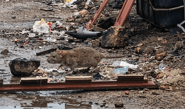 Alarma sanitaria en Suba: comunidad denuncia presencia masiva de roedores en parque de La Gaitana