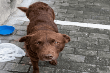 Denuncian abandono de perro en Suba: comunidad pide ayuda urgente ante falta de respuesta institucional