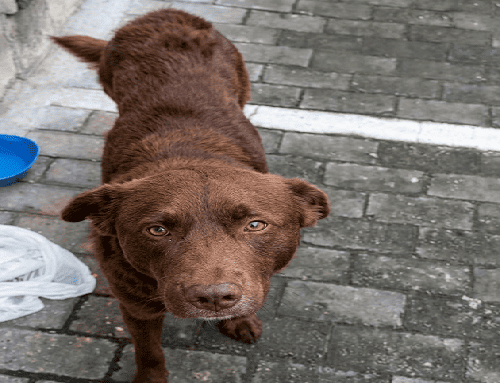 Denuncian abandono de perro en Suba: comunidad pide ayuda urgente ante falta de respuesta institucional