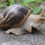 Campohermoso realiza jornada de recolección del caracol gigante africano para proteger la salud y el ambiente