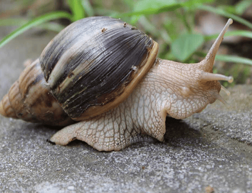 Campohermoso realiza jornada de recolección del caracol gigante africano para proteger la salud y el ambiente