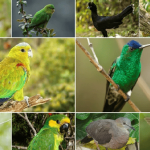 Aves se roban el show: el Tolima, destino ideal para el avistamiento