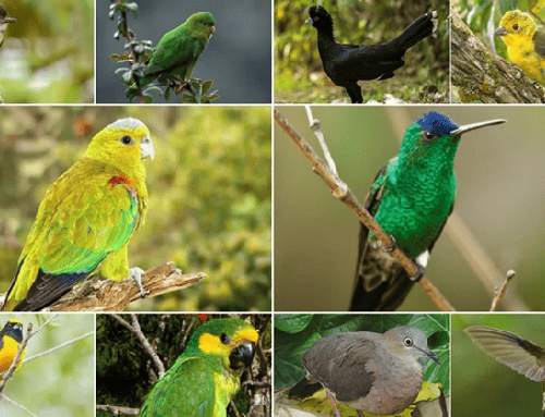 Aves se roban el show: el Tolima, destino ideal para el avistamiento