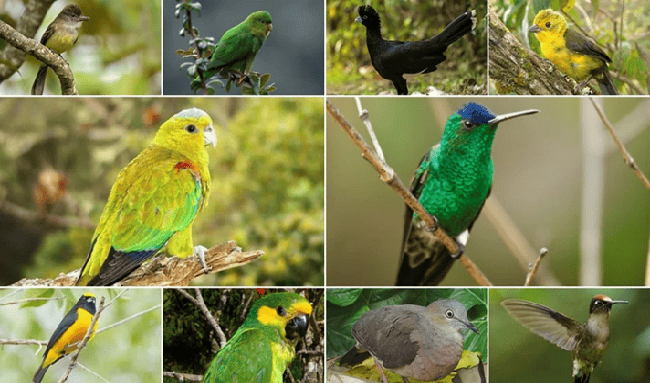 Aves se roban el show: el Tolima, destino ideal para el avistamiento