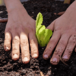 Buenavista fortalece la educación ambiental con huertas escolares y reciclaje creativo