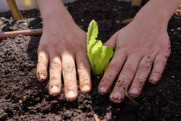Buenavista fortalece la educación ambiental con huertas escolares y reciclaje creativo