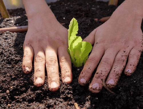 Buenavista fortalece la educación ambiental con huertas escolares y reciclaje creativo